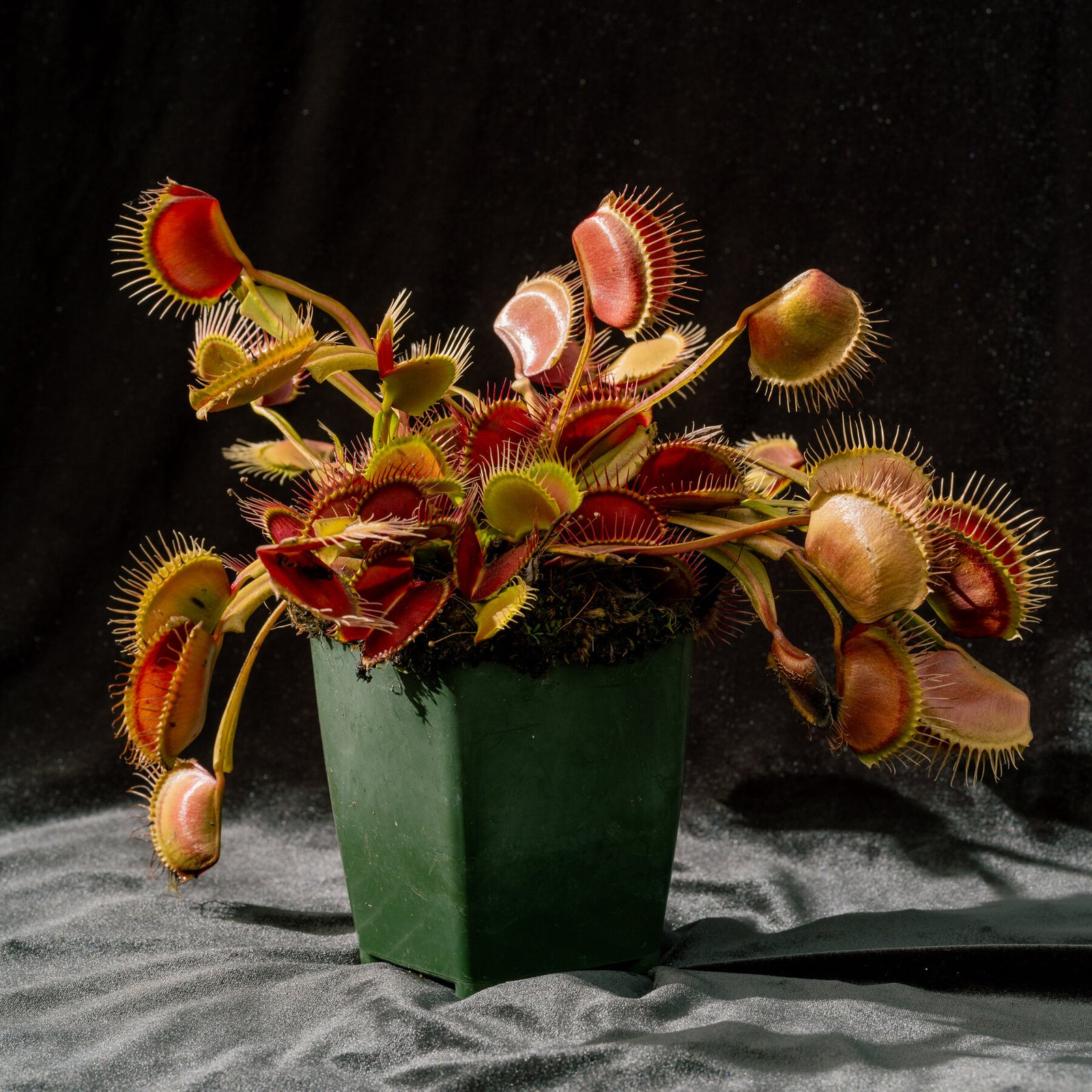 These Plants Have a Protein-Packed Diet, Too