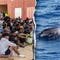 Migrants spark outrage after video shows baby dolphin beaten during beach celebration