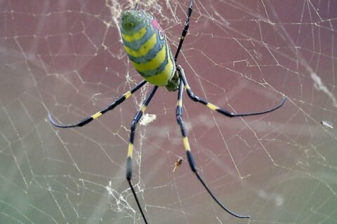 Invasive Joro spiders are "slowly spreading." Here's what to do if you see one.