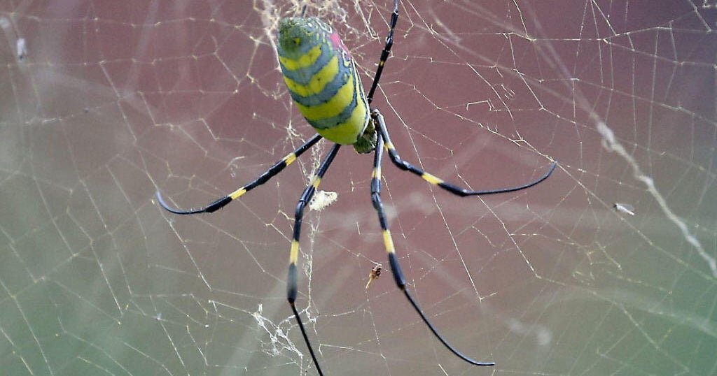 Invasive Joro spiders are "slowly spreading." Here's what to do if you see one.