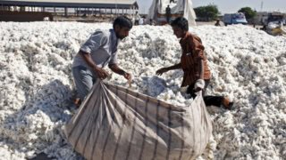 Cotton Mills Face Daily Losses of Over Rs. 10 Million Amid Fumigation Dispute