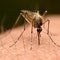 Third person dies after mosquito is reportedly trapped on plane to Germany in 'airport malaria' phenomenon