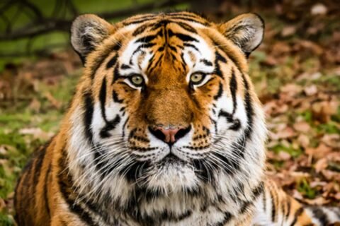 Wildlife park to reopen after man fatally attacked by tiger